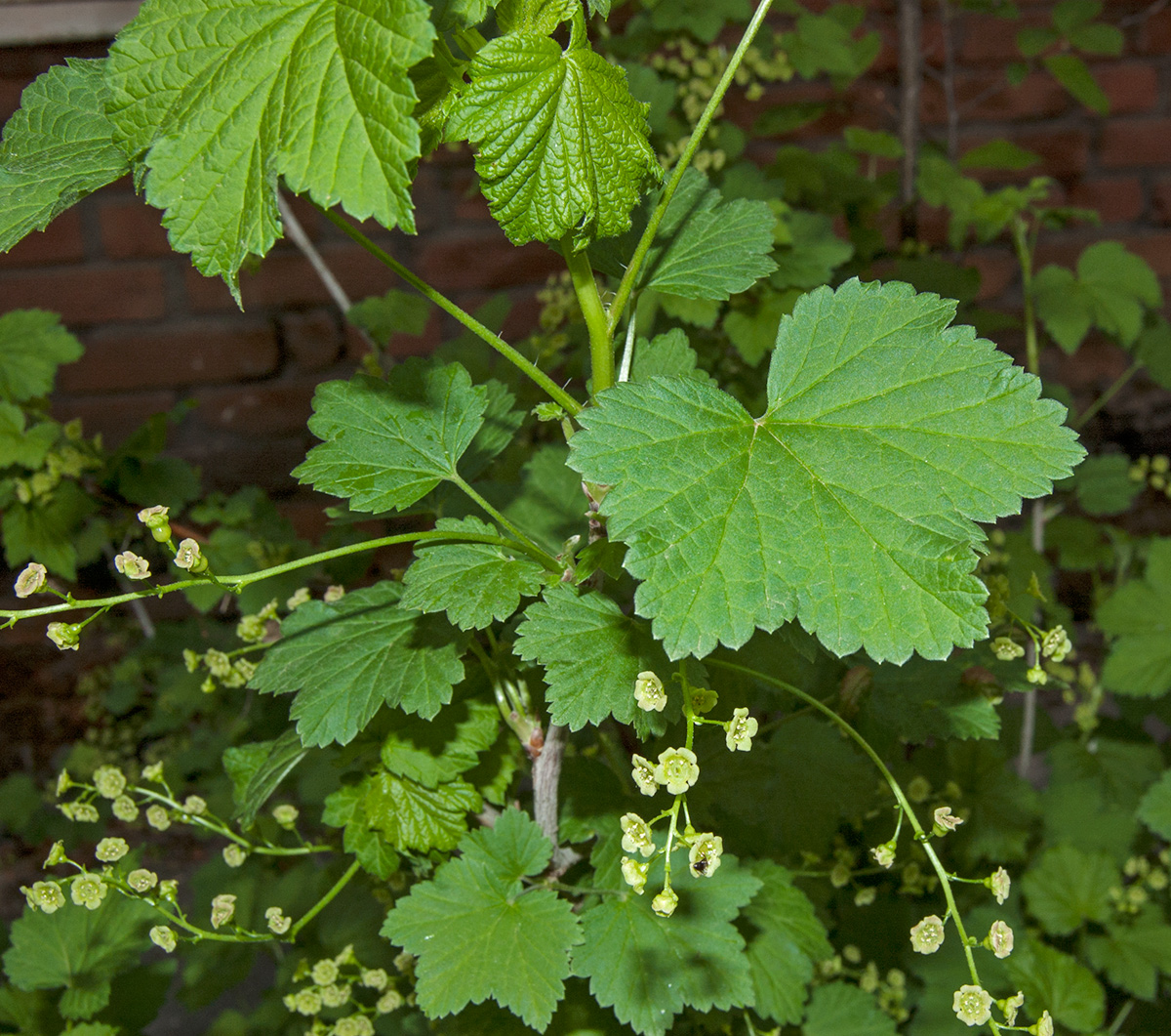 Изображение особи Ribes rubrum.