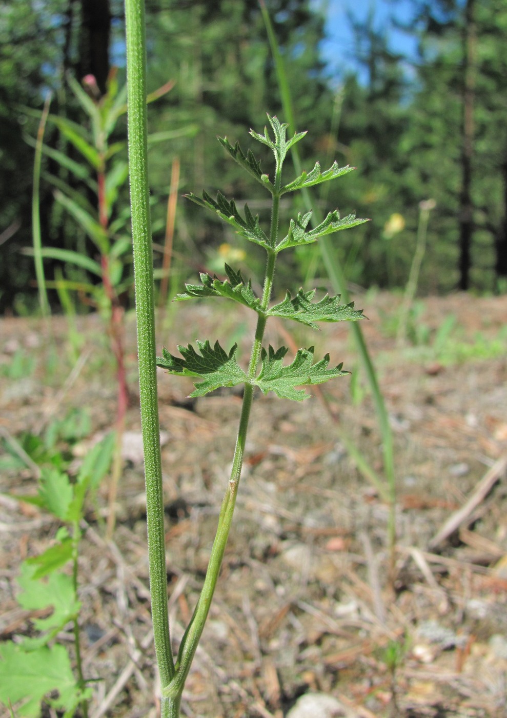 Изображение особи Pimpinella nigra.