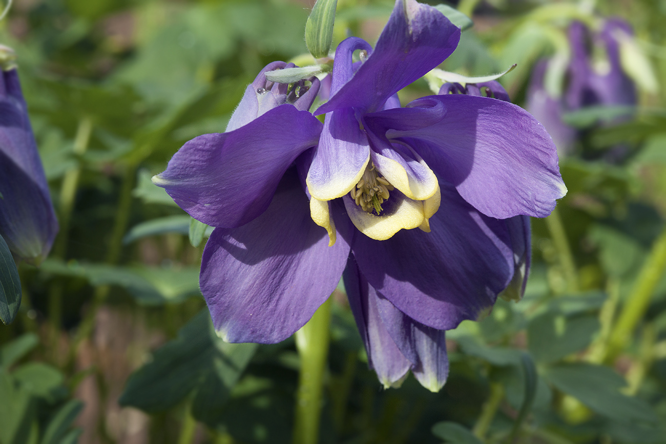 Image of Aquilegia flabellata specimen.