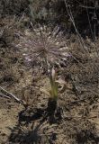 Allium caspium