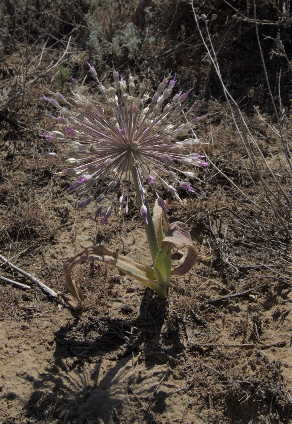 Image of Allium caspium specimen.