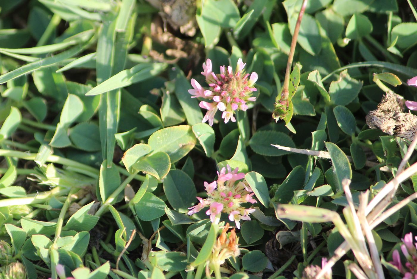 Image of Trifolium fragiferum specimen.