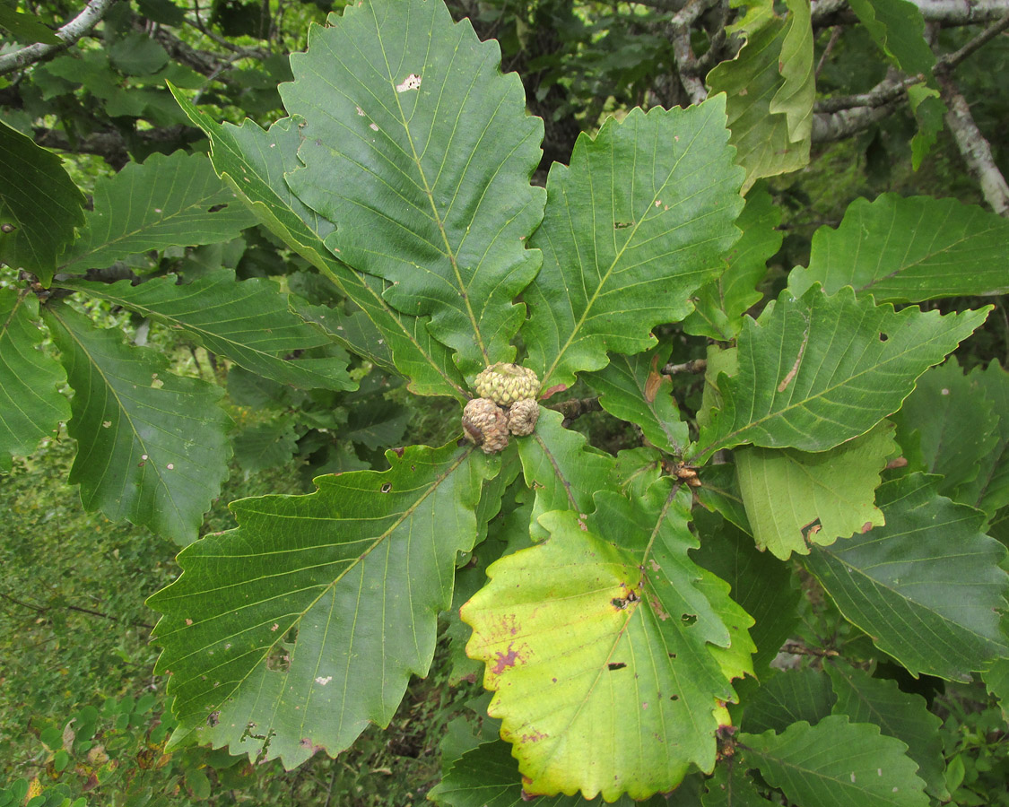 Изображение особи Quercus mongolica.