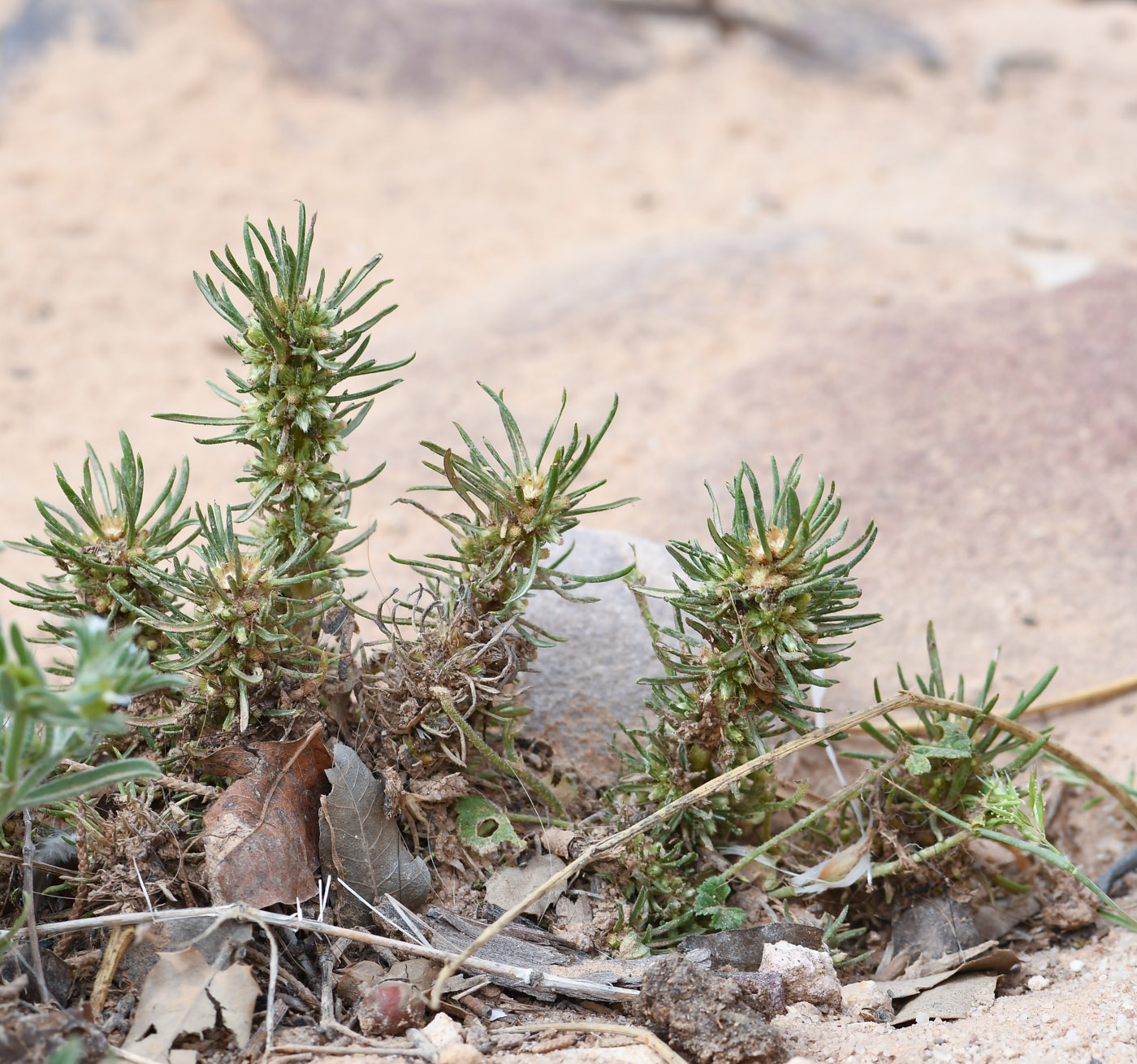 Image of Ifloga spicata ssp. albescens specimen.