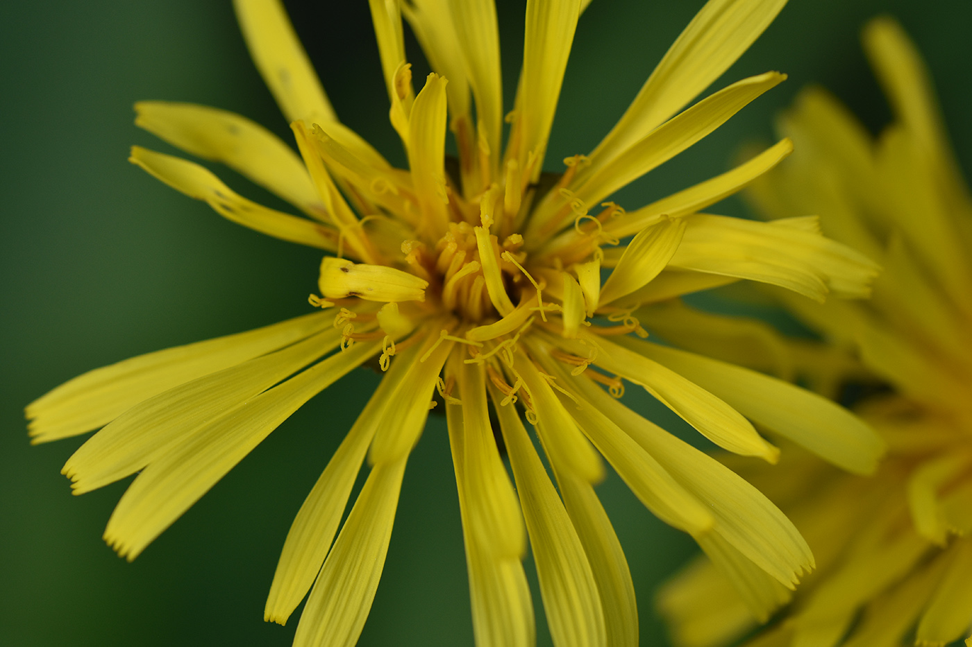 Image of Crepis sibirica specimen.