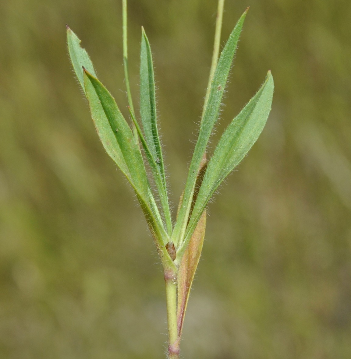 Image of Plantago amplexicaulis specimen.