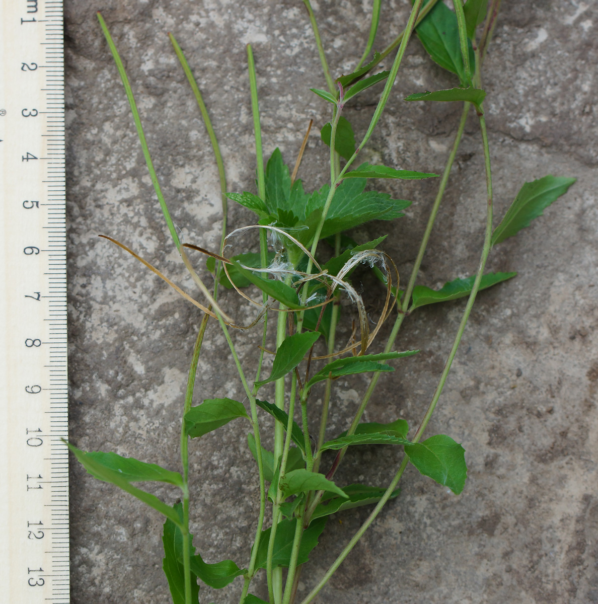 Image of Epilobium adenocaulon specimen.