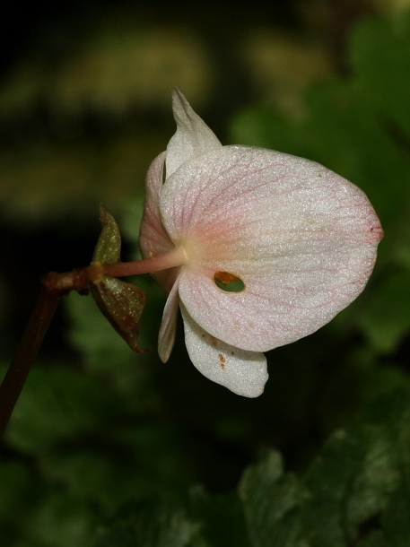 Image of Begonia decora specimen.