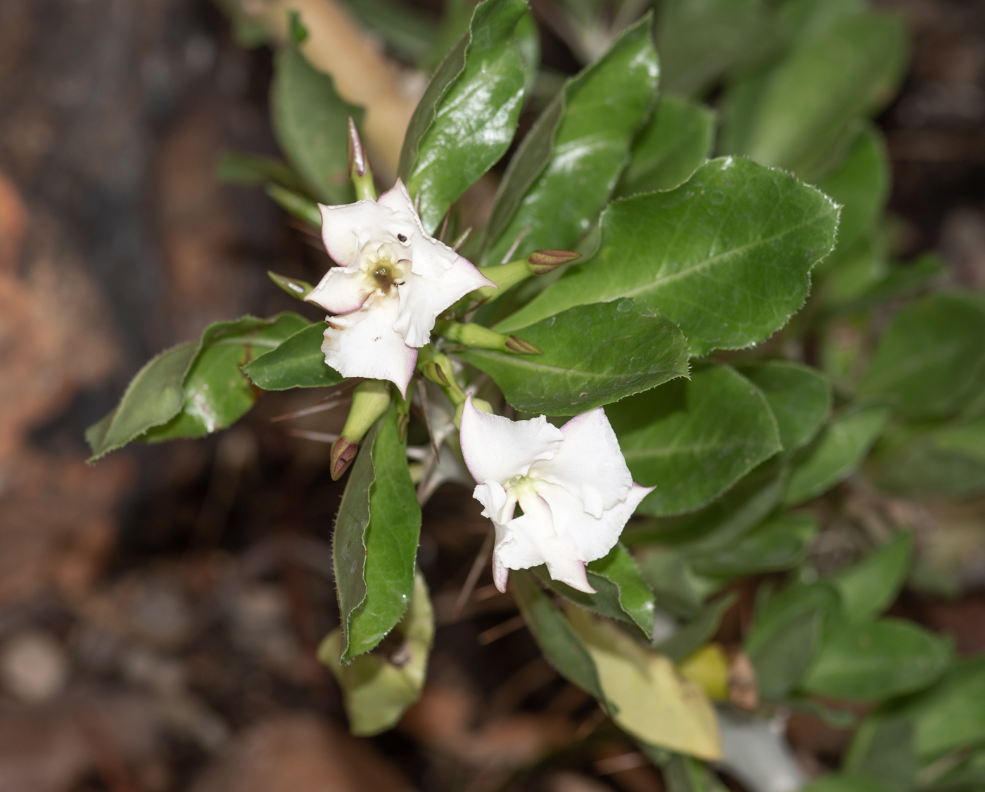 Image of Pachypodium saundersii specimen.