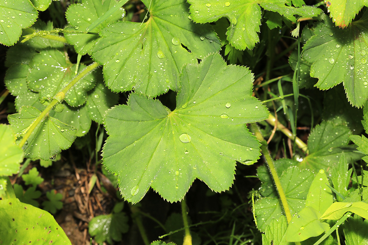 Image of Alchemilla micans specimen.