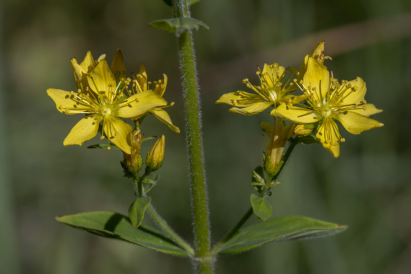 Изображение особи Hypericum hirsutum.