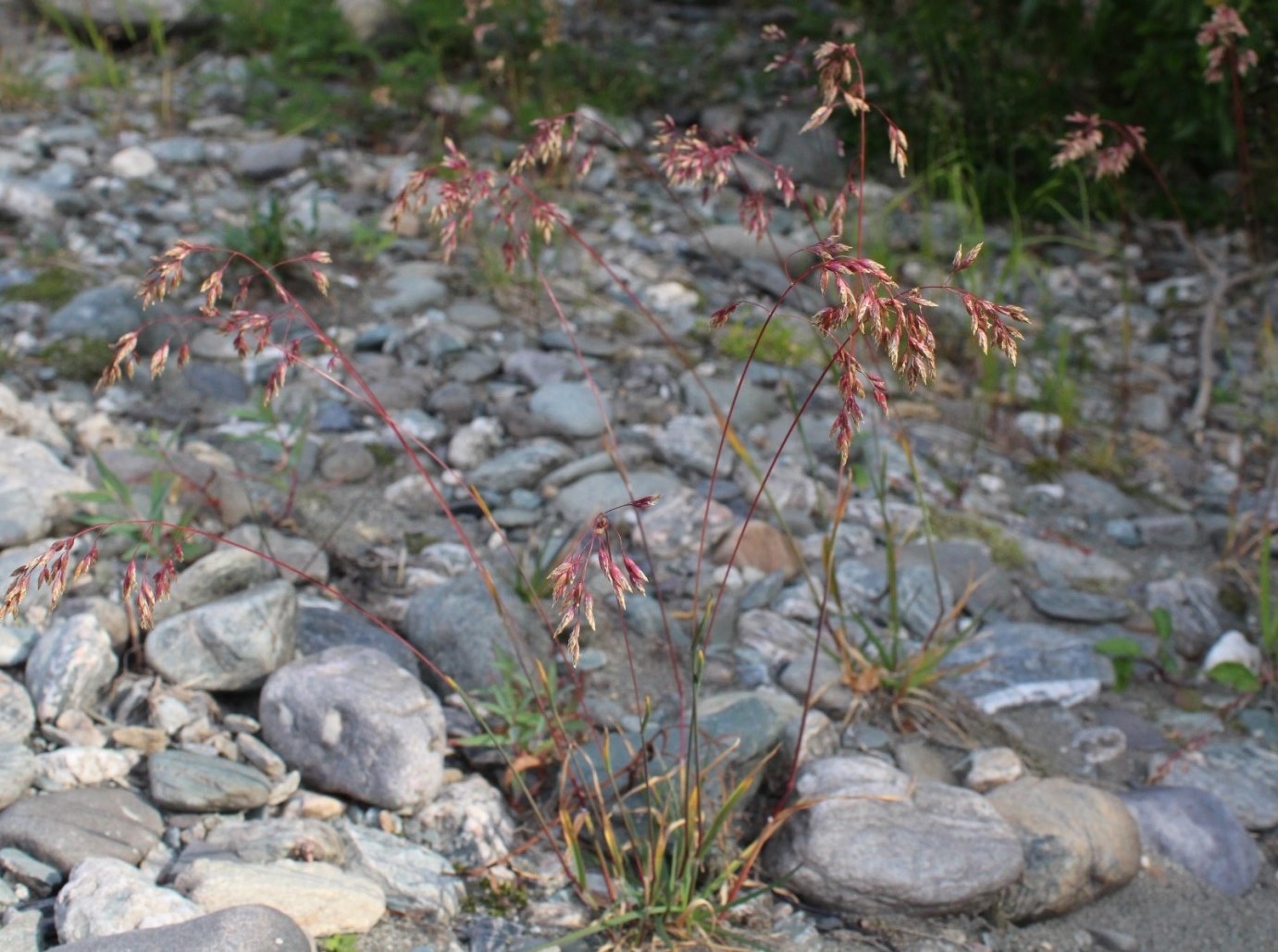 Image of Poa alpina specimen.