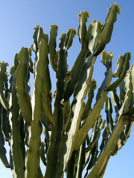 Image of Euphorbia ingens specimen.