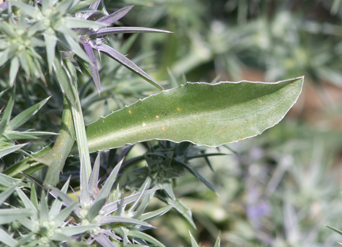 Image of Eryngium pusillum specimen.