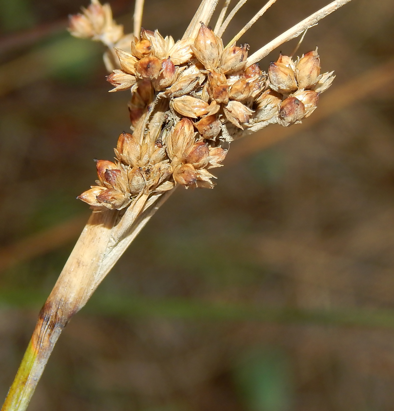 Изображение особи Juncus maritimus.