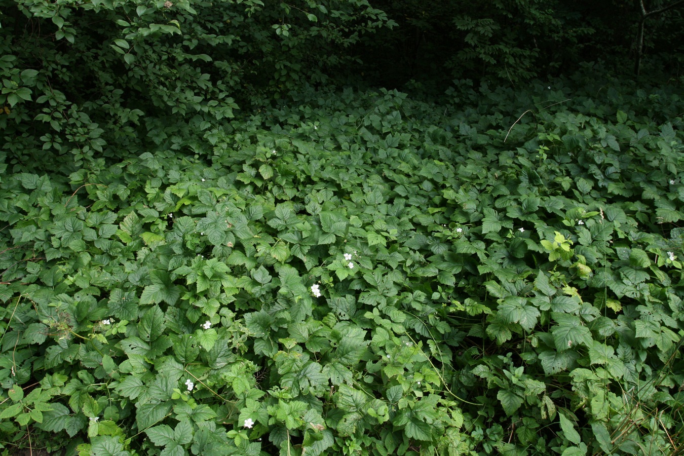 Image of Rubus caesius specimen.