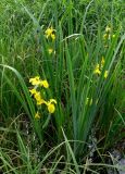 Iris pseudacorus