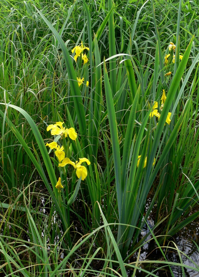 Image of Iris pseudacorus specimen.