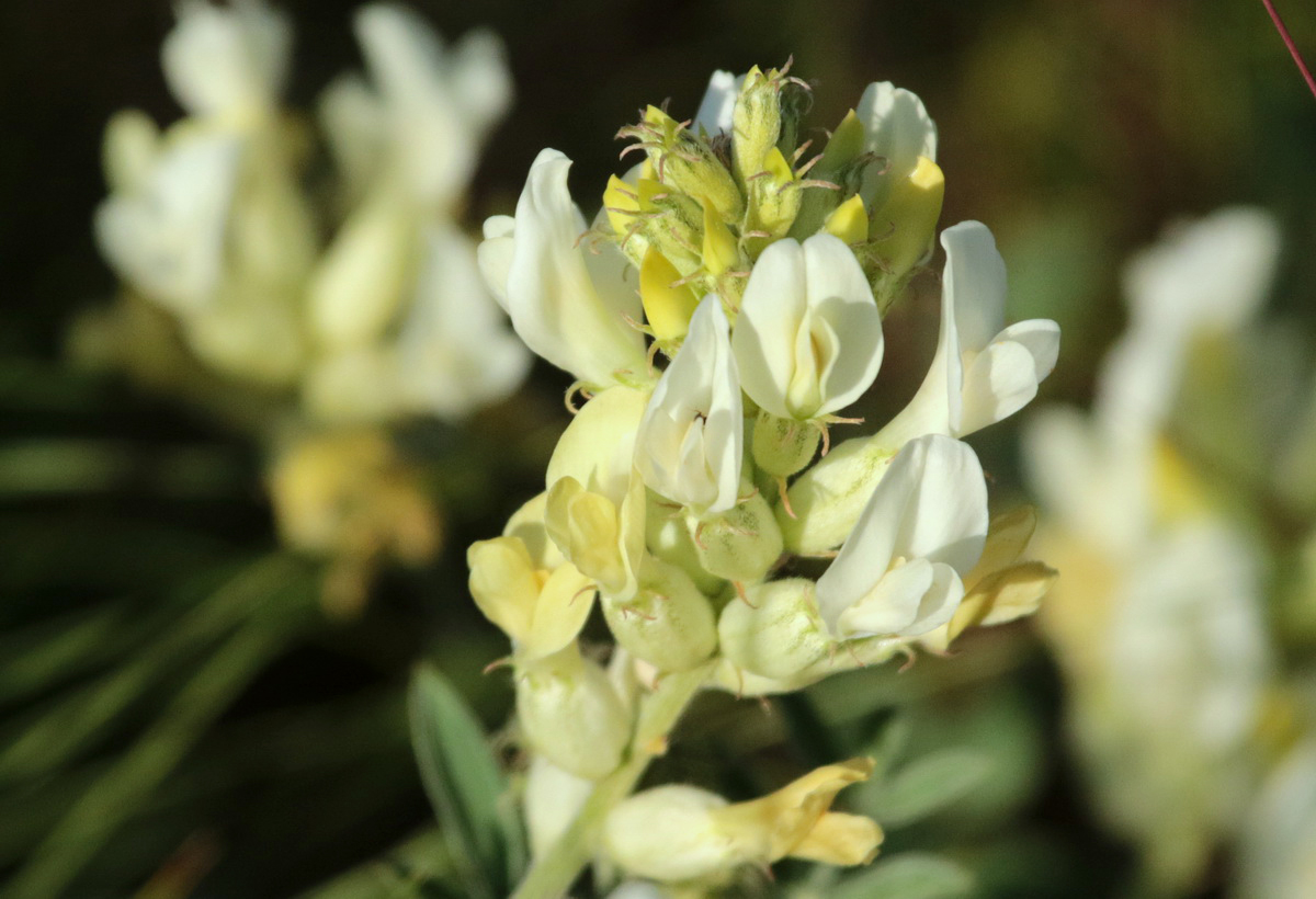 Изображение особи Astragalus albicaulis.