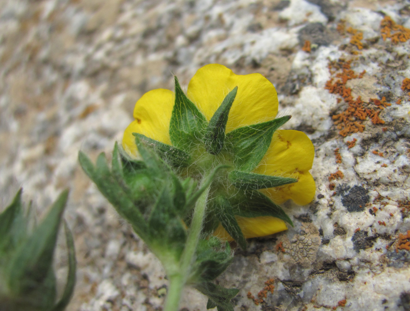 Image of Potentilla recta ssp. pilosa specimen.