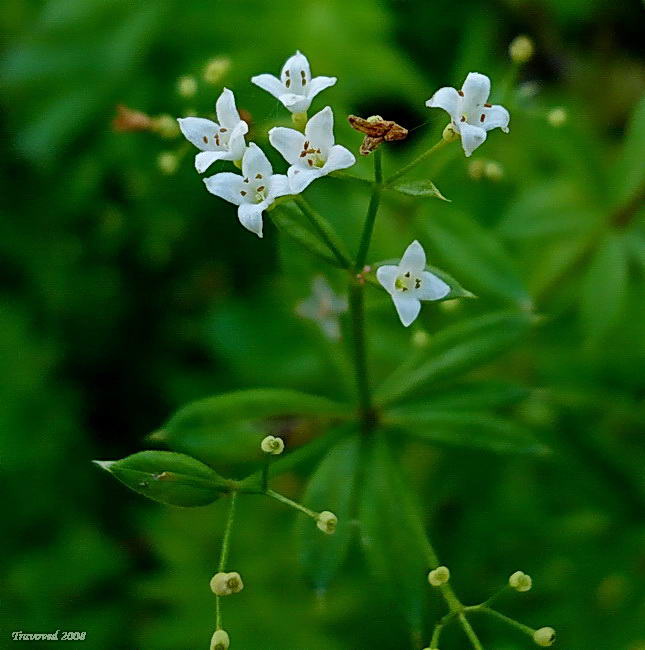 Image of genus Galium specimen.