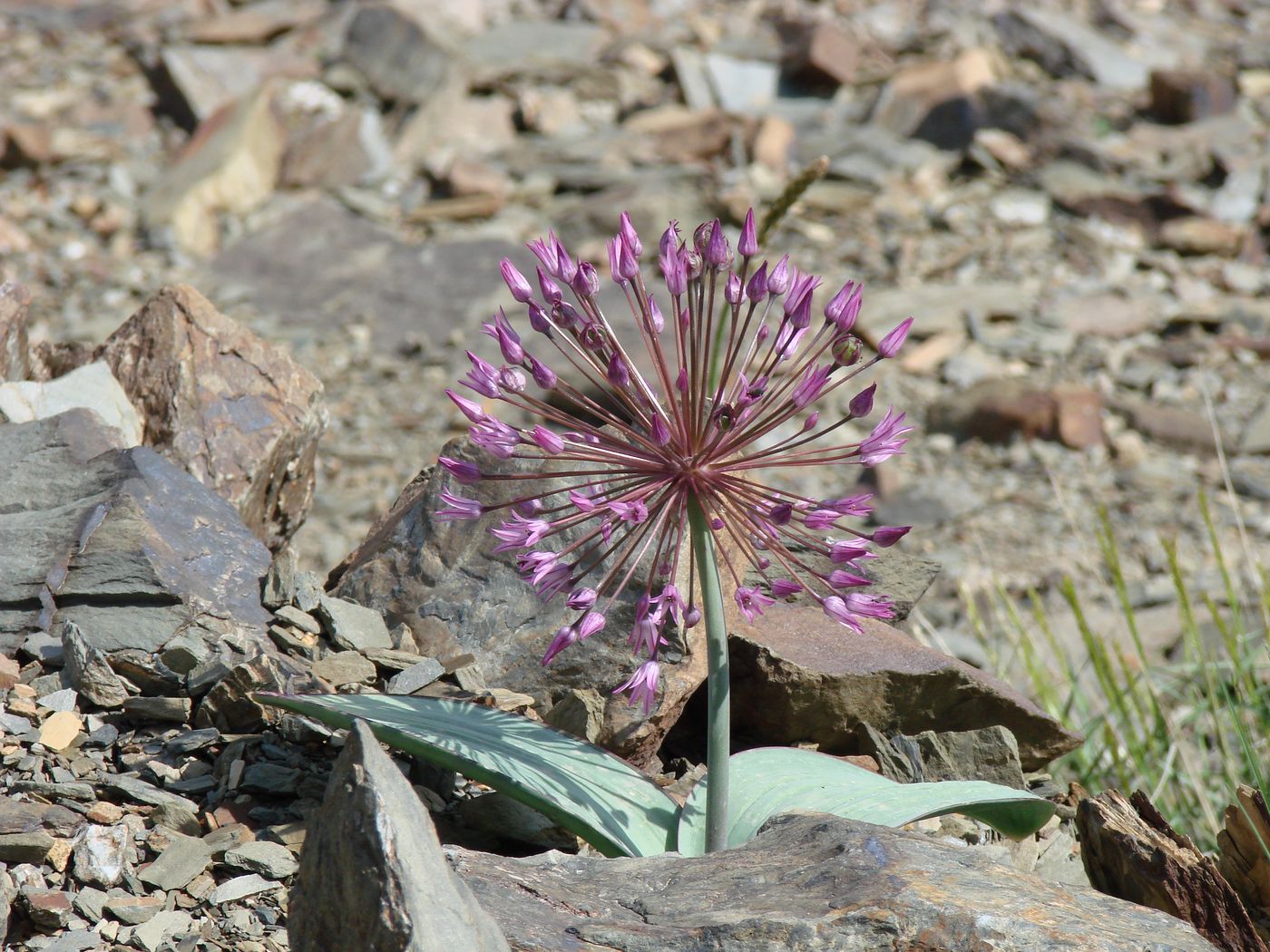 Изображение особи Allium cupuliferum ssp. nuratavicum.
