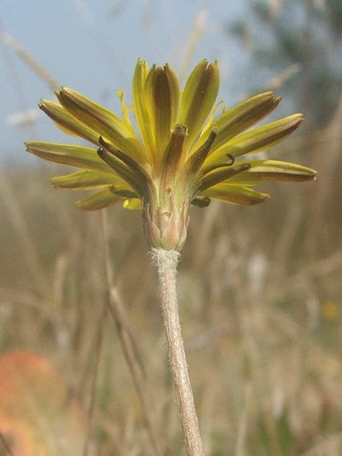 Изображение особи Taraxacum salsum.