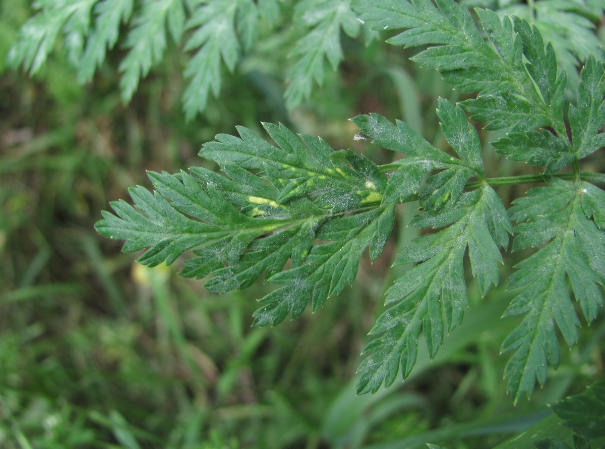 Image of Conium maculatum specimen.