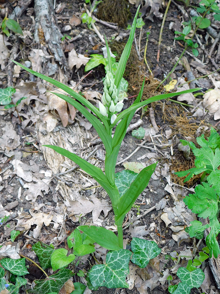 Image of Cephalanthera longifolia specimen.