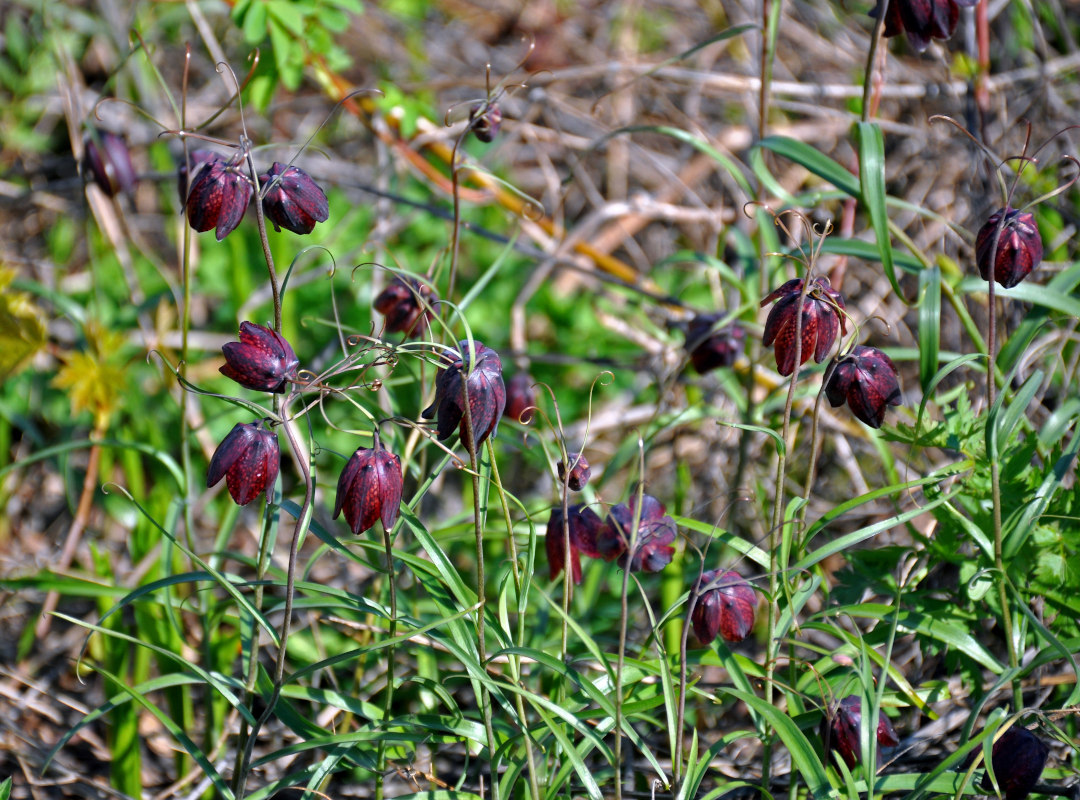 Изображение особи Fritillaria ruthenica.