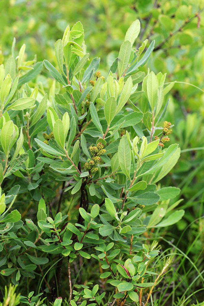 Image of Myrica tomentosa specimen.