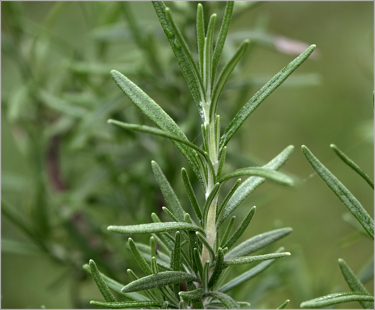 Image of Rosmarinus officinalis specimen.