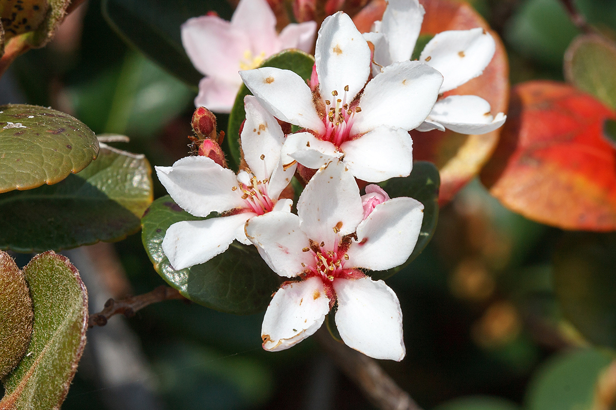 Изображение особи Rhaphiolepis umbellata.