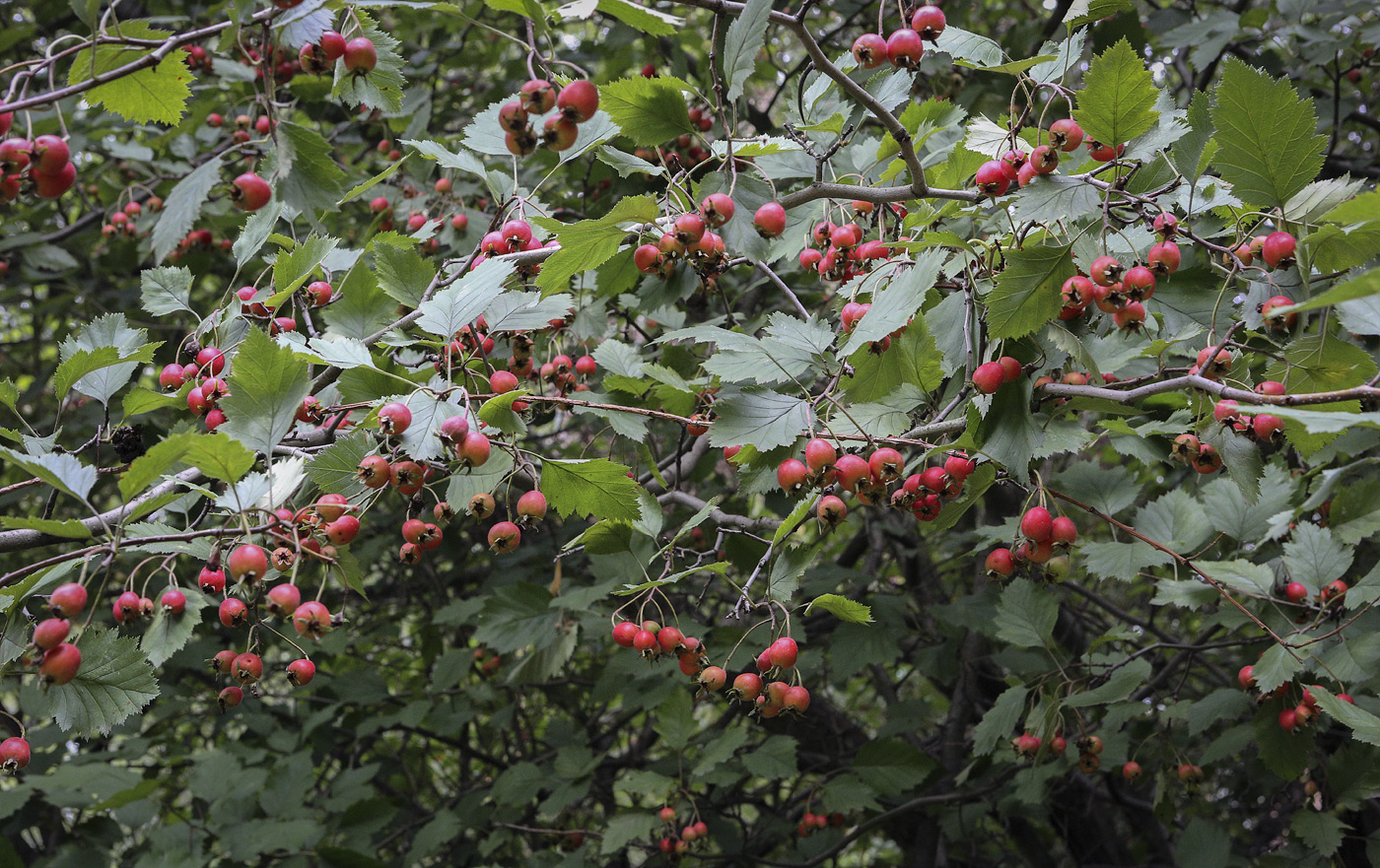 Image of Crataegus submollis specimen.