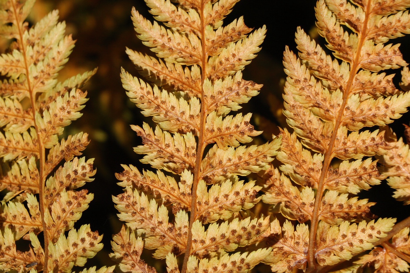 Изображение особи Dryopteris assimilis.