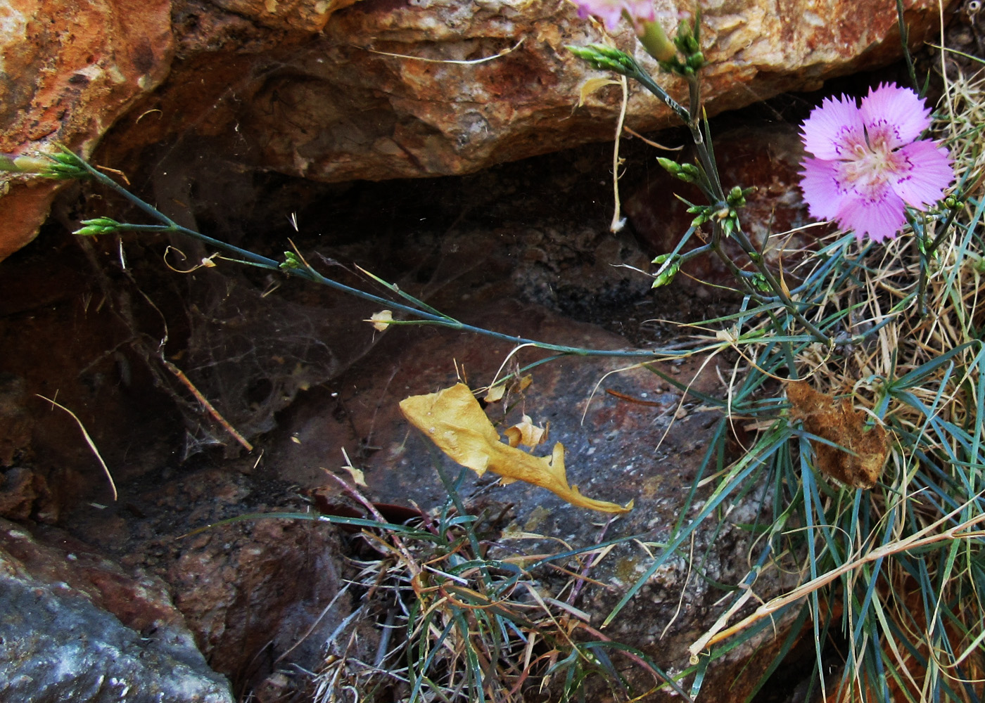 Изображение особи род Dianthus.