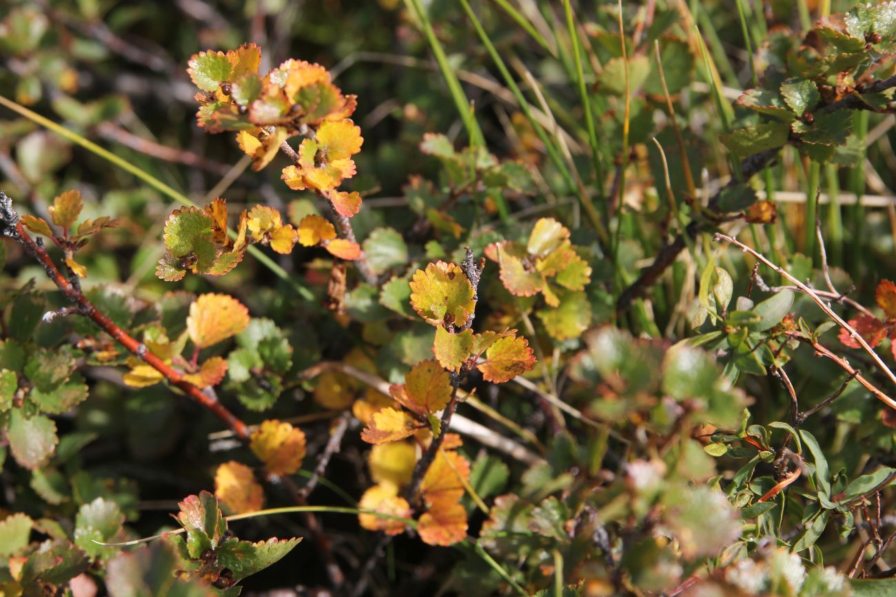 Image of Betula rotundifolia specimen.