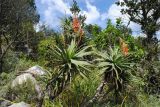 Aloe arborescens