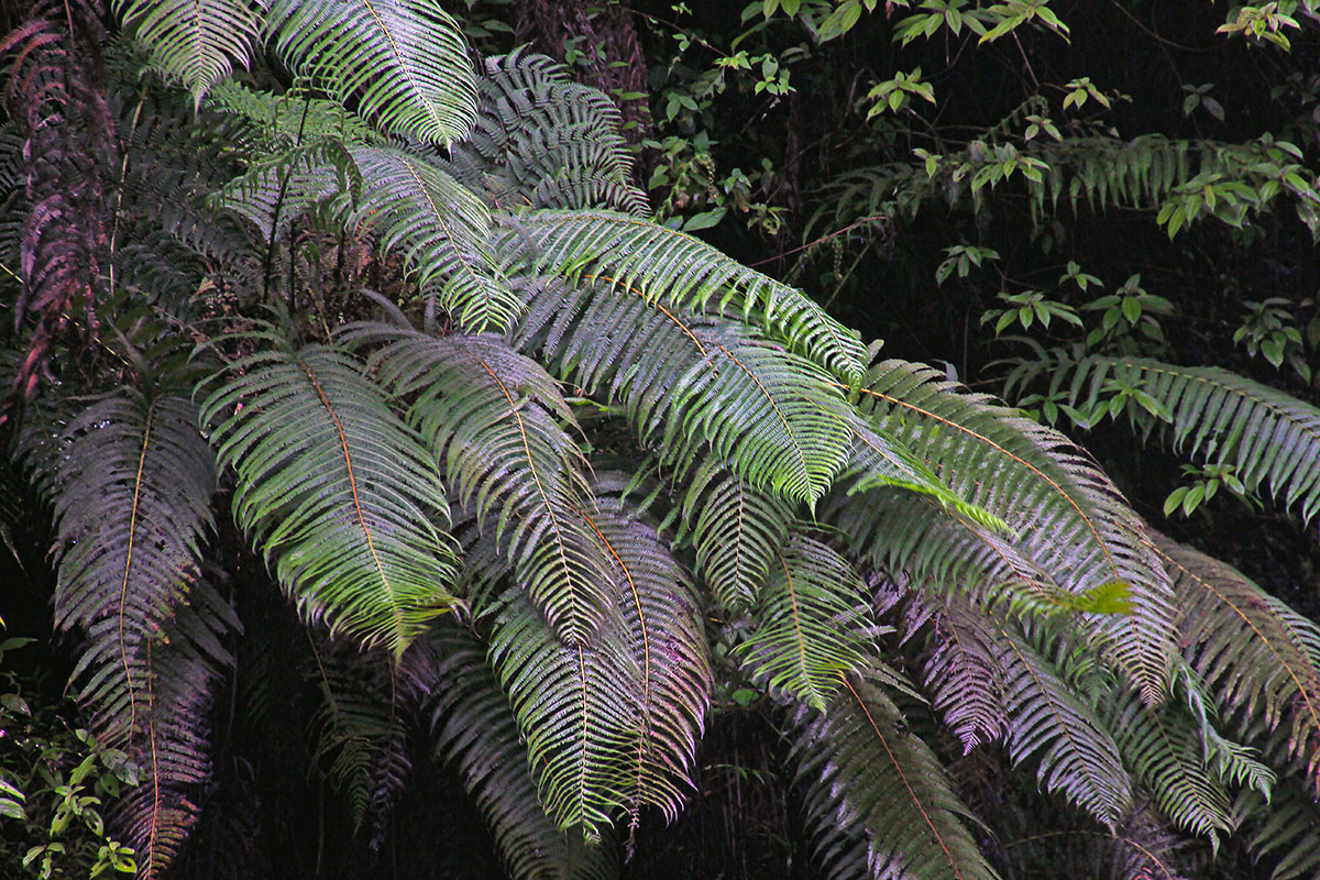 Image of class Polypodiopsida specimen.