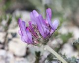 Astragalus onobrychioides. Соцветие. Дагестан, Левашинский р-н, окр. с. Цудахар, остепнённая терраса. 29 мая 2022 г.