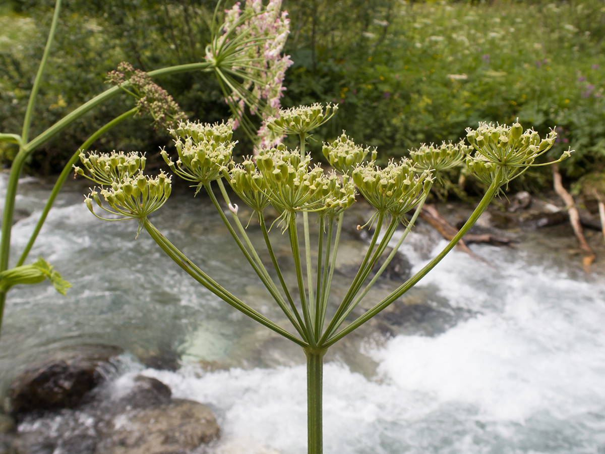 Изображение особи Heracleum ponticum.