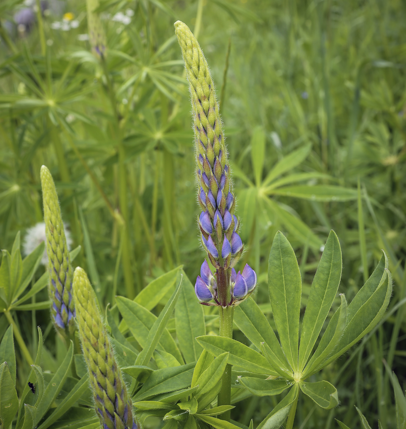 Изображение особи Lupinus polyphyllus.