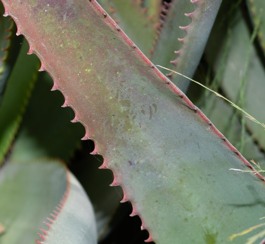 Image of Aloe lutescens specimen.