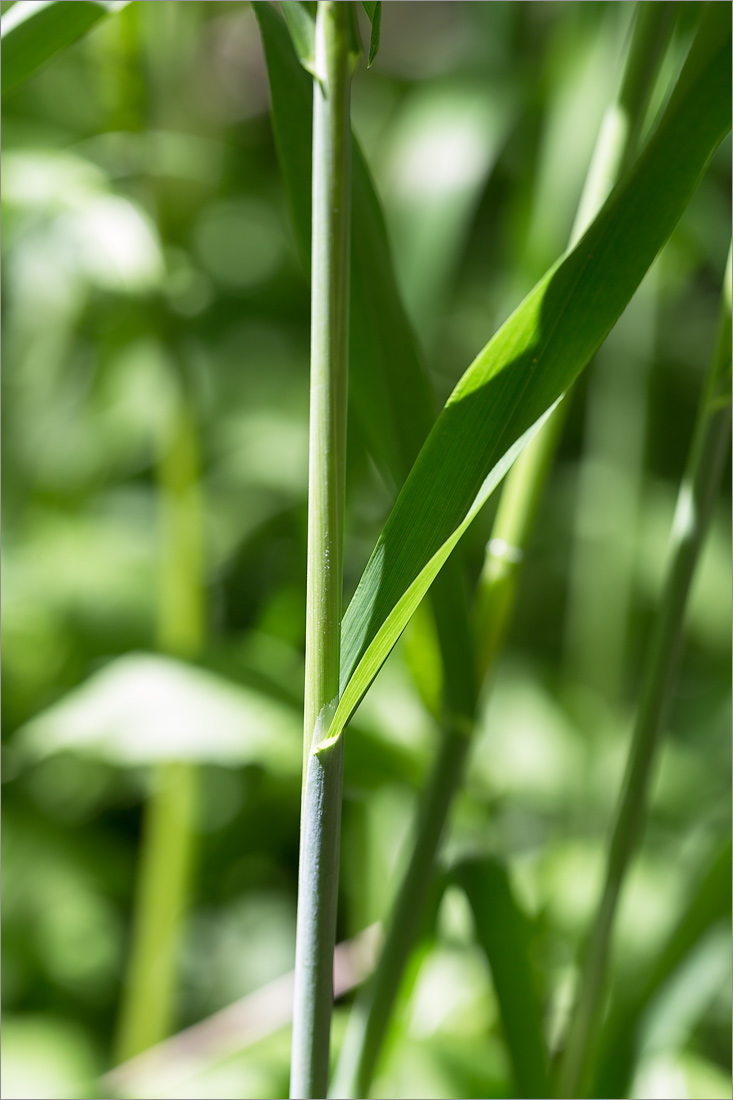 Image of Milium effusum specimen.