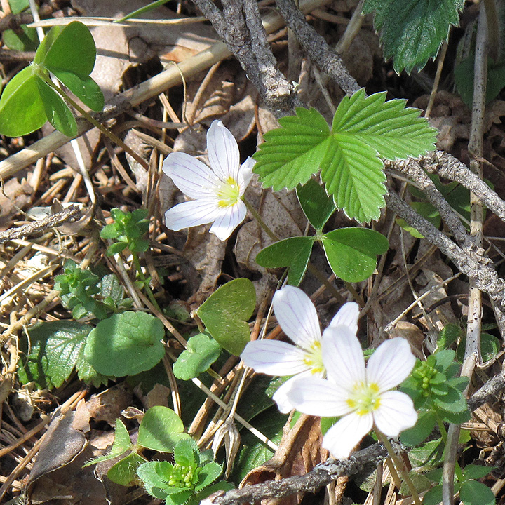 Image of Oxalis acetosella specimen.