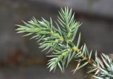 род Juniperus