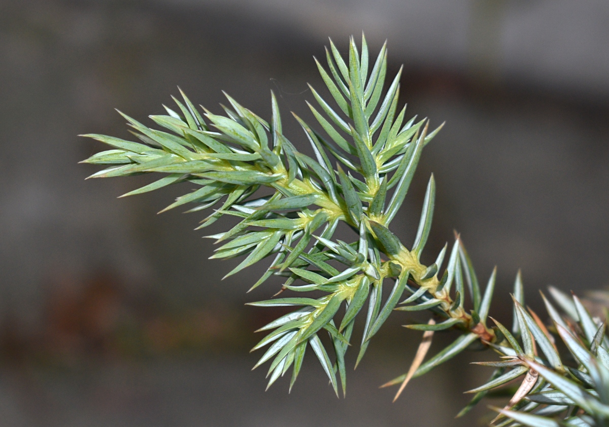 Изображение особи род Juniperus.