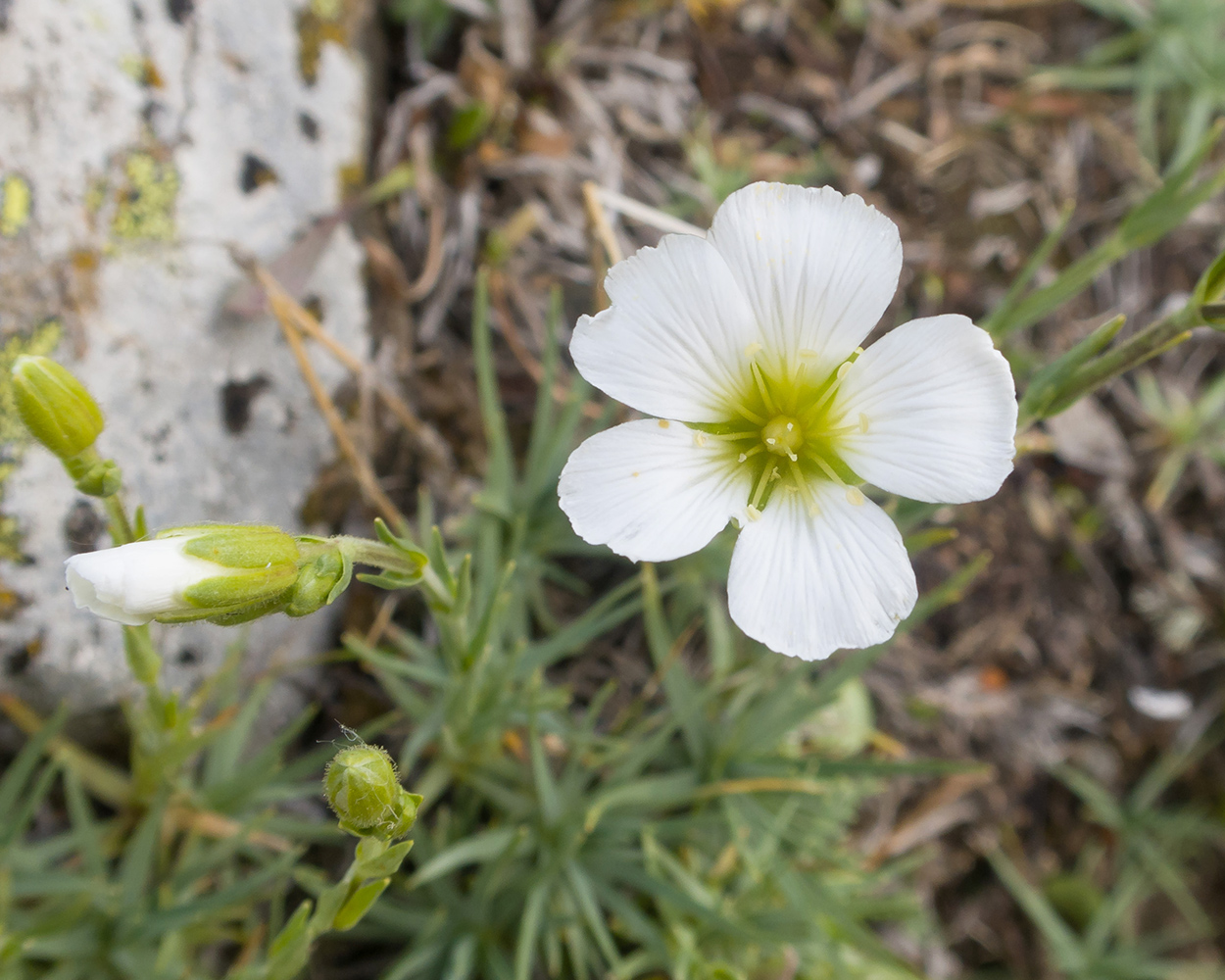 Изображение особи Minuartia circassica.