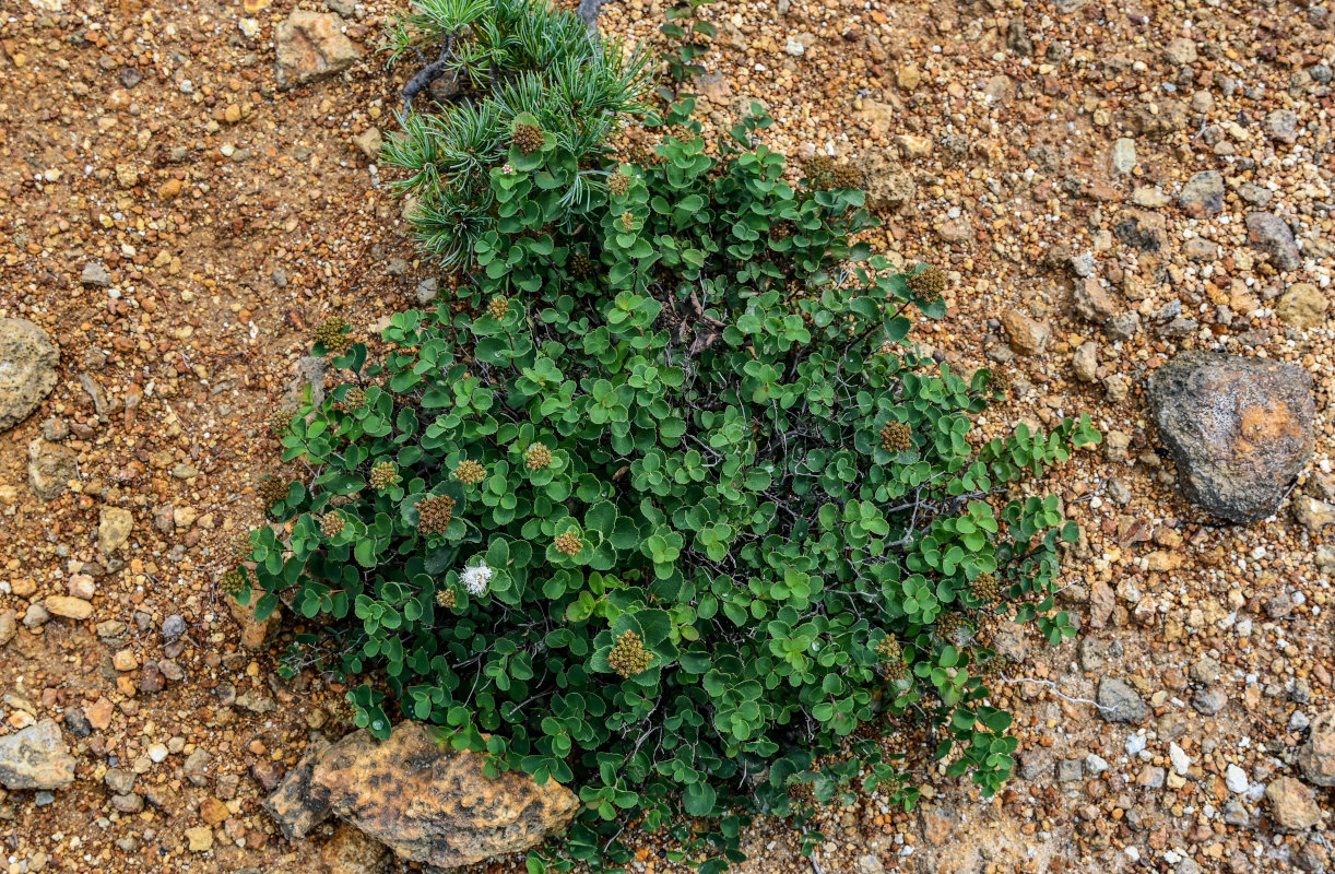 Изображение особи Spiraea beauverdiana.