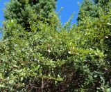 Escallonia glutinosa. Вегетирующее растение. Абхазия, г. Сухум, Сухумский ботанический сад. 25.09.2022.
